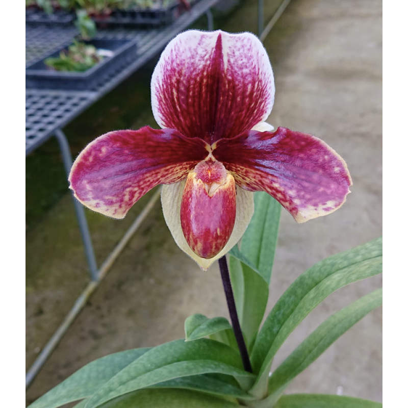 ミラージュほぼハーフコンプリート Орхiдея Paph. (Cocoa Red x Enzan Crown Tree) x Favorlang Artist